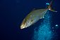 Amberjack