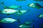 Amberjacks