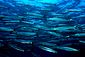 Barracudas