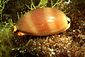 Cowrie