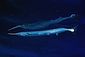 Garfish