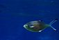 Pompano
