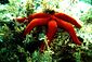 Starfish