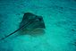 Stingray