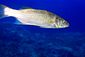 European Sea Bass