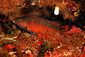 Wrasse