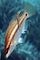 Wrasse