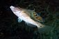 Wrasse cleaning service